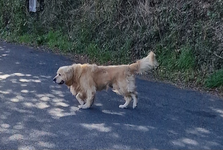 Fundmeldung Hund  Unbekannt Pont-de-Salars Frankreich