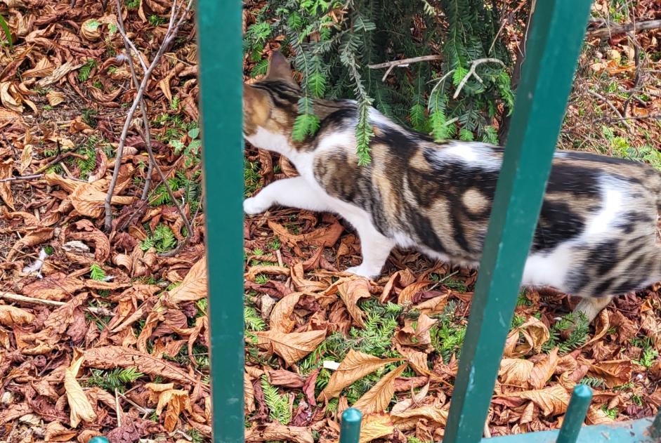 Fundmeldung Katze rassenmischung Unbekannt , 1 Jahr Paris Frankreich