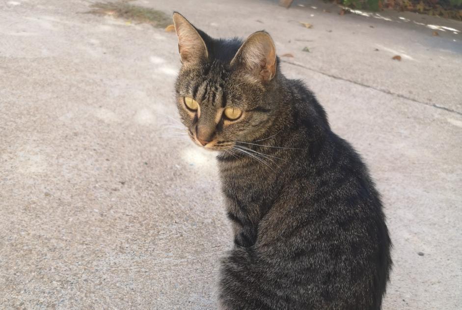 Fundmeldung Katze Weiblich Ponteilla Frankreich