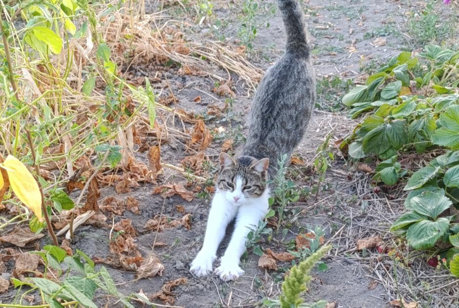 Vermisstmeldung Katze Weiblich , 1 jahre Passirac Frankreich