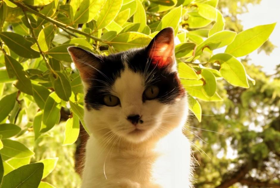 Vermisstmeldung Katze Weiblich , 8 jahre Orléans Frankreich