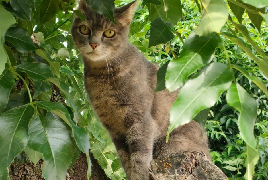 Vermisstmeldung Katze Weiblich , 15 jahre Le Fenouiller Frankreich