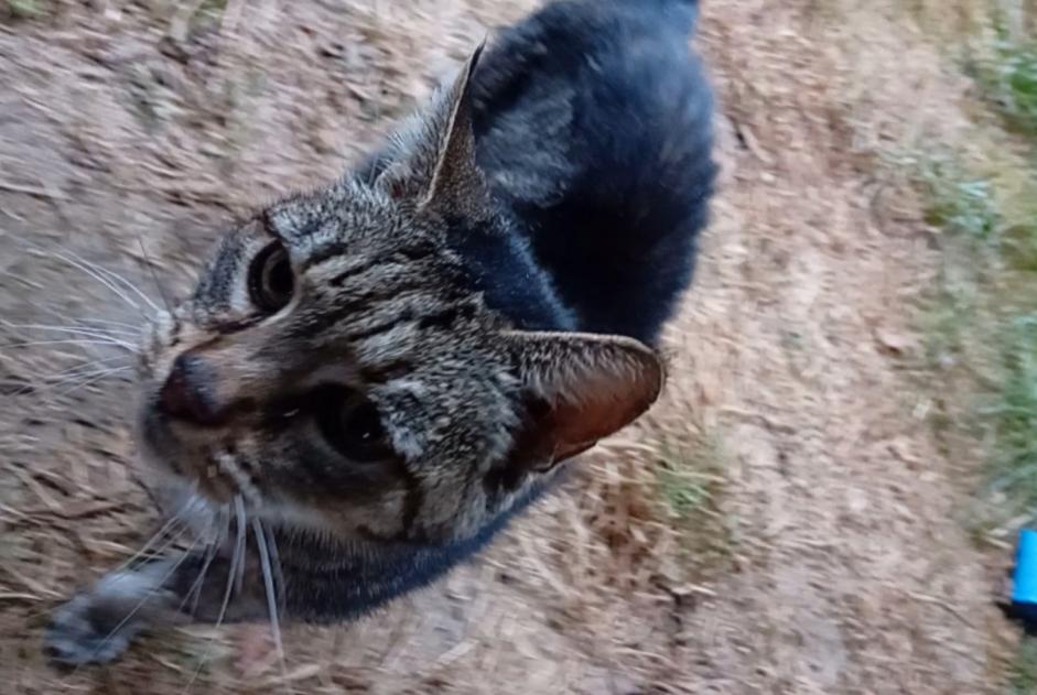 Discovery alert Cat  Female Châtillon-en-Bazois France