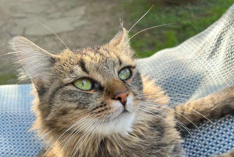 Disappearance alert Cat miscegenation Female , 2 years Veigy-Foncenex France