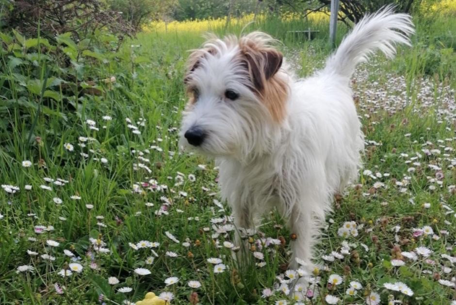 Disappearance alert Dog  Male , 9 years Ville-la-Grand France