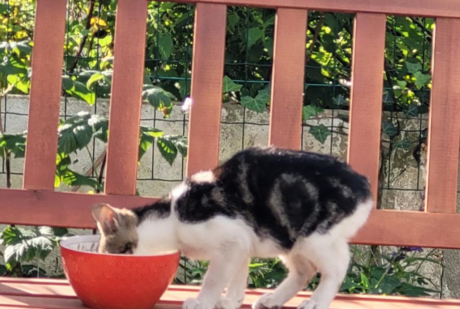 Alerta de Hallazgo Gato cruce Desconocido Wingles Francia