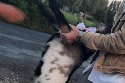 Alerte Disparition Autre Bouc nain Mâle , 2024 ans La Chapelle-des-Fougeretz France