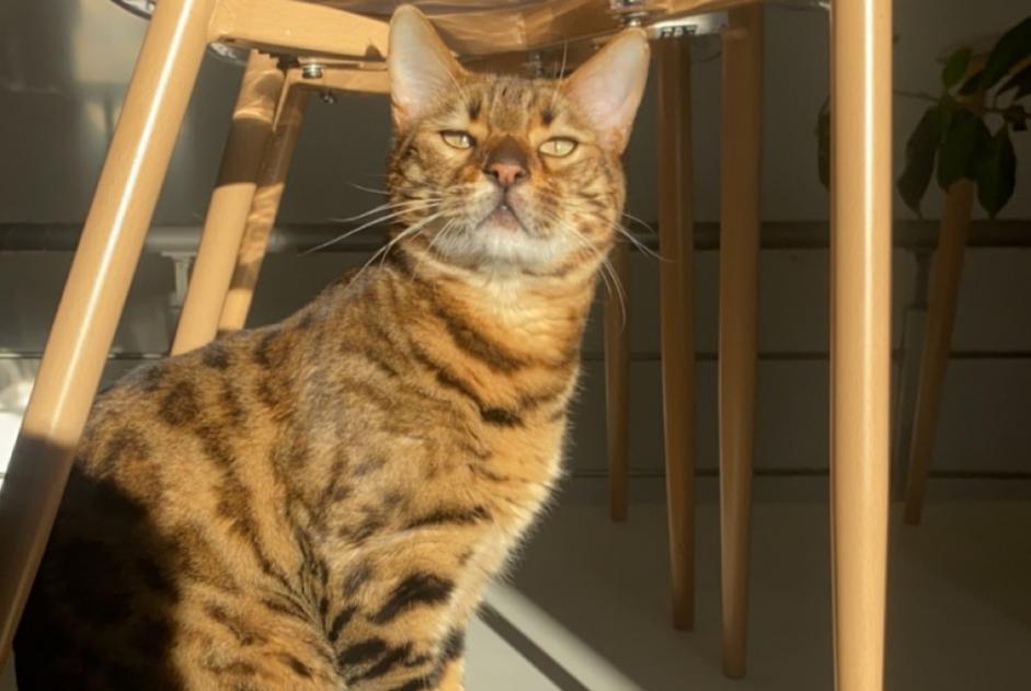 Alerte Disparition Chat  Mâle , 4 ans Nîmes France