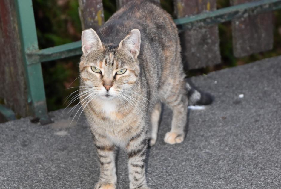 Alerte Disparition Chat Femelle , 9 ans Sciez France