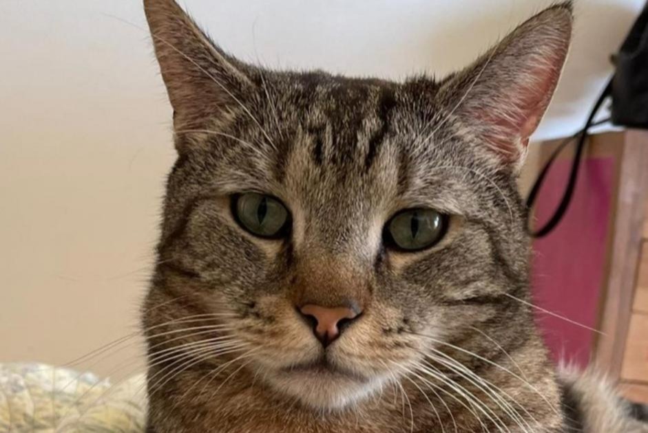 Alerte Disparition Chat croisement Mâle , 6 ans Neuilly-sur-Seine France