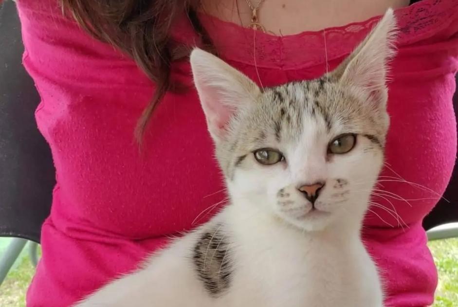 Alerte Disparition Chat croisement Mâle , 0 ans Fondettes France