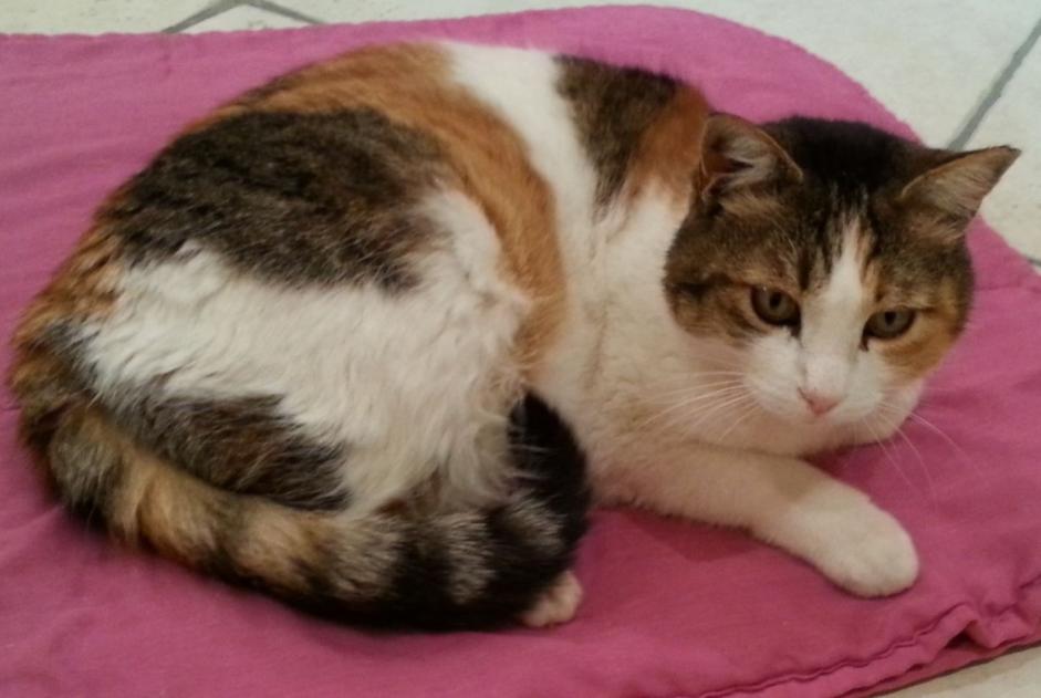 Alerte Disparition Chat  Femelle , 13 ans Tullins France