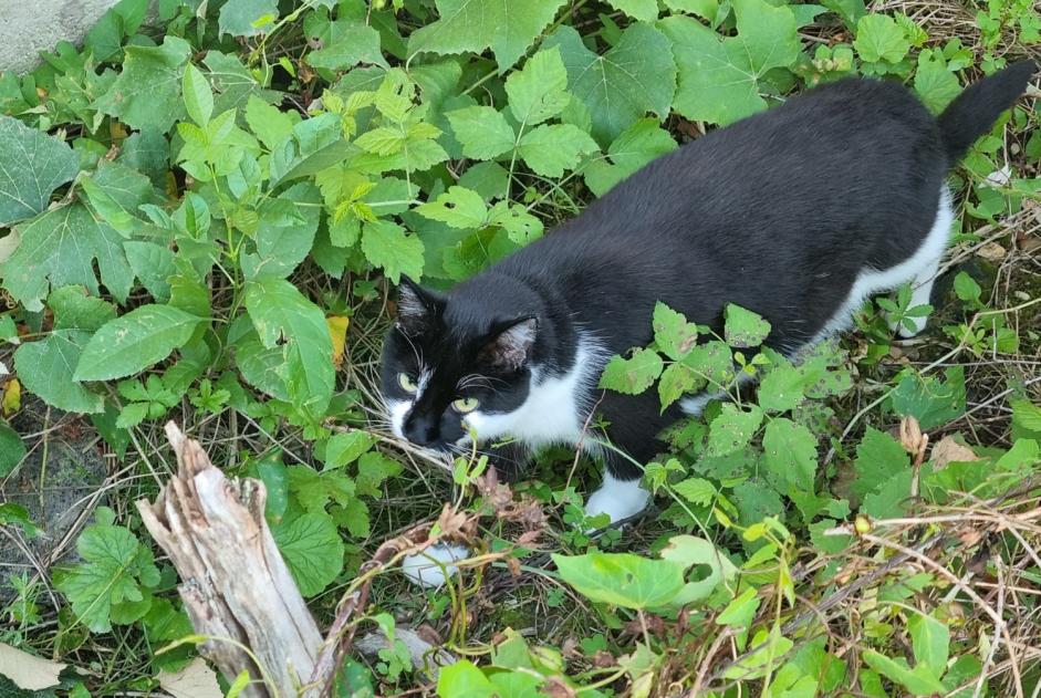 Alerte Disparition Chat  Femelle , 4 ans Saint-Honoré-les-Bains France