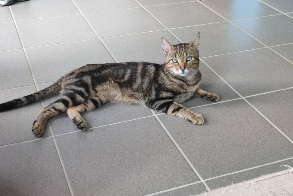 Alerte Disparition Chat Mâle , 2 ans Bully-les-Mines France