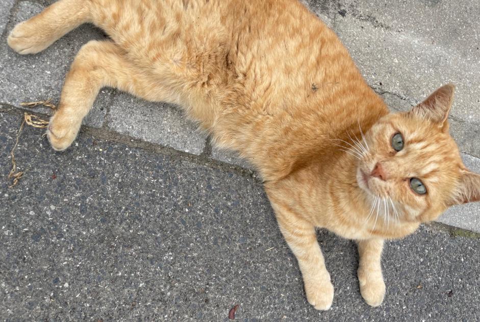 Alerte Disparition Chat Mâle , 8 ans Busnes France