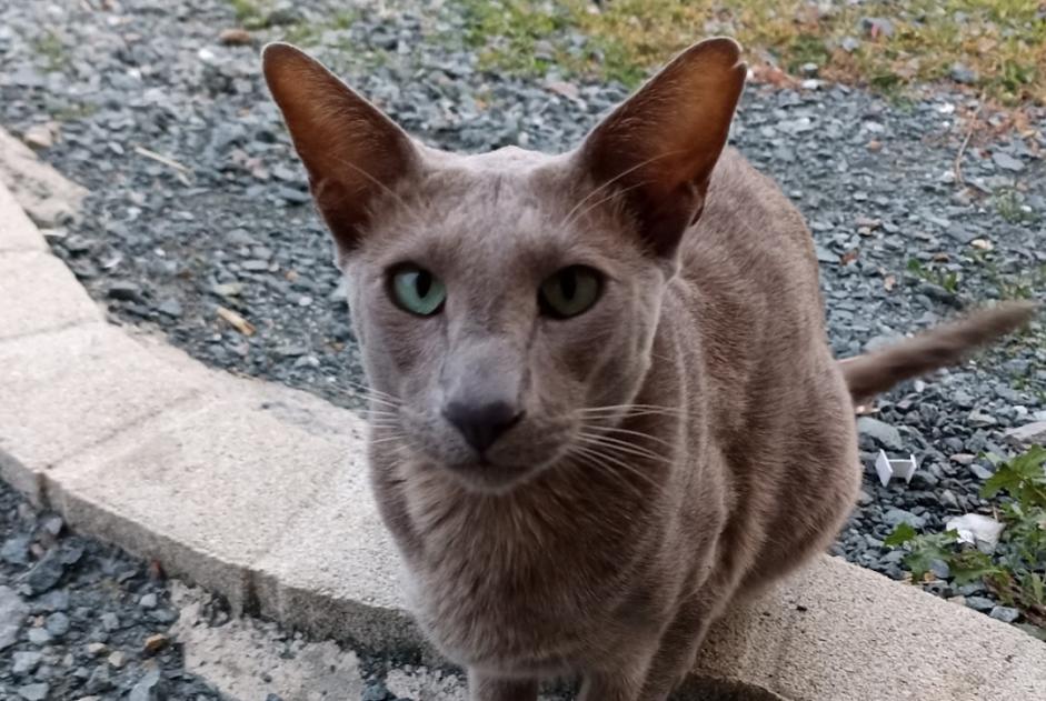 Alerte Disparition Chat  Mâle , 5 ans Saint-Pierre-du-Chemin France