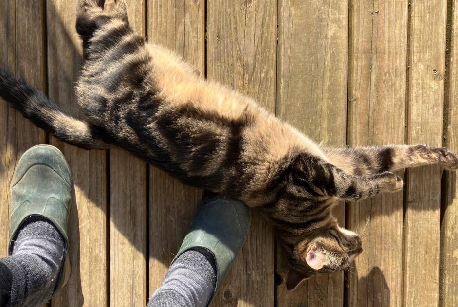 Alerte Découverte Chat croisement Mâle Saintry-sur-Seine France