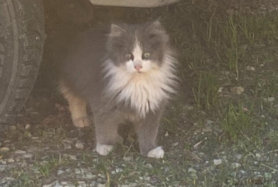 Alerte Découverte Chat Femelle Monteux France