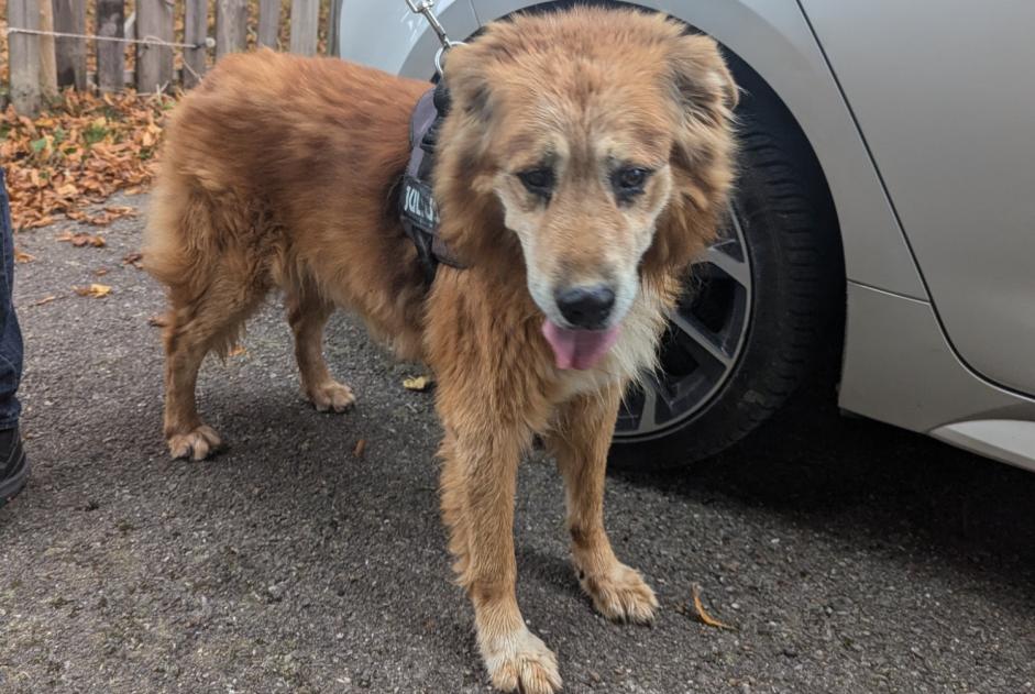 Alerte Découverte Chien Mâle Vinzier France