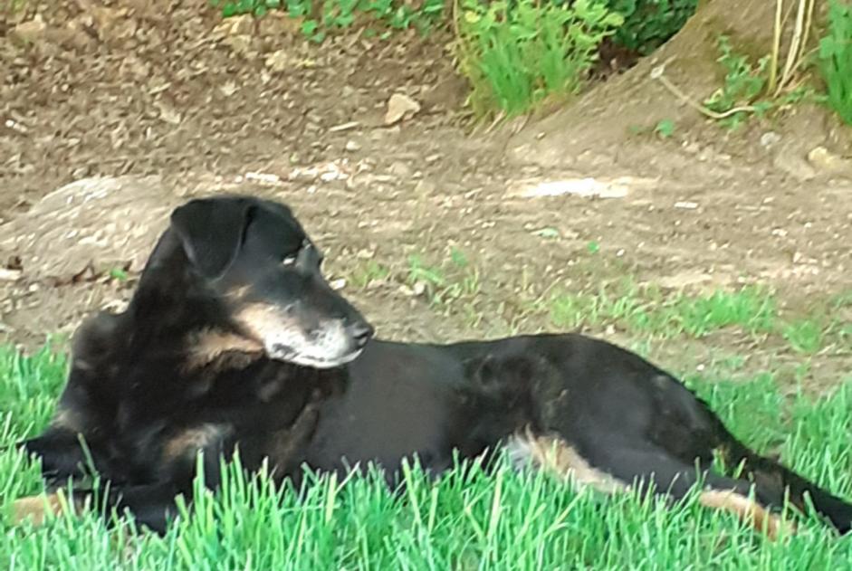 Avviso scomparsa Cane  Femmina , 11 anni Saint-Mary Francia