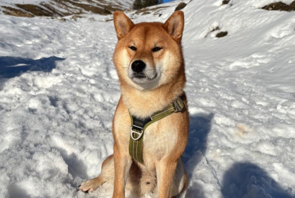 Avviso scomparsa Cane  Maschio , 4 anni Bonnevaux Francia