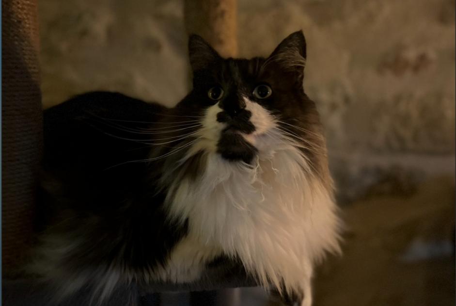 Avviso scomparsa Gatto  Maschio , 5 anni Nîmes Francia