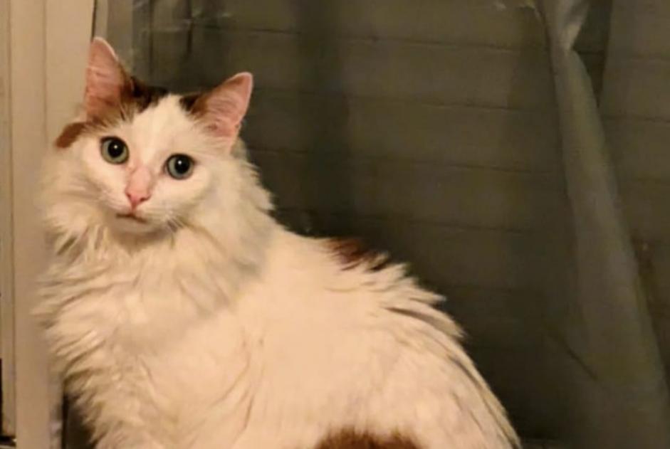 Avviso scomparsa Gatto  Maschio , 6 anni Toulouse Francia