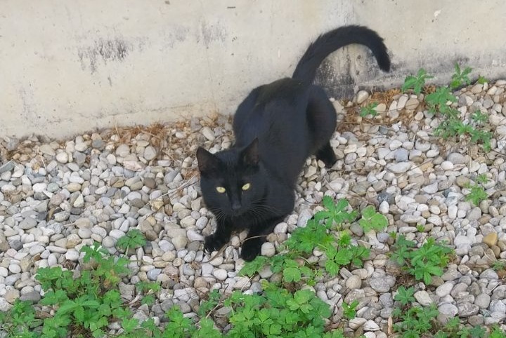 Avviso scomparsa Gatto Maschio , 13 anni Saint-Martin-d'Hères Francia