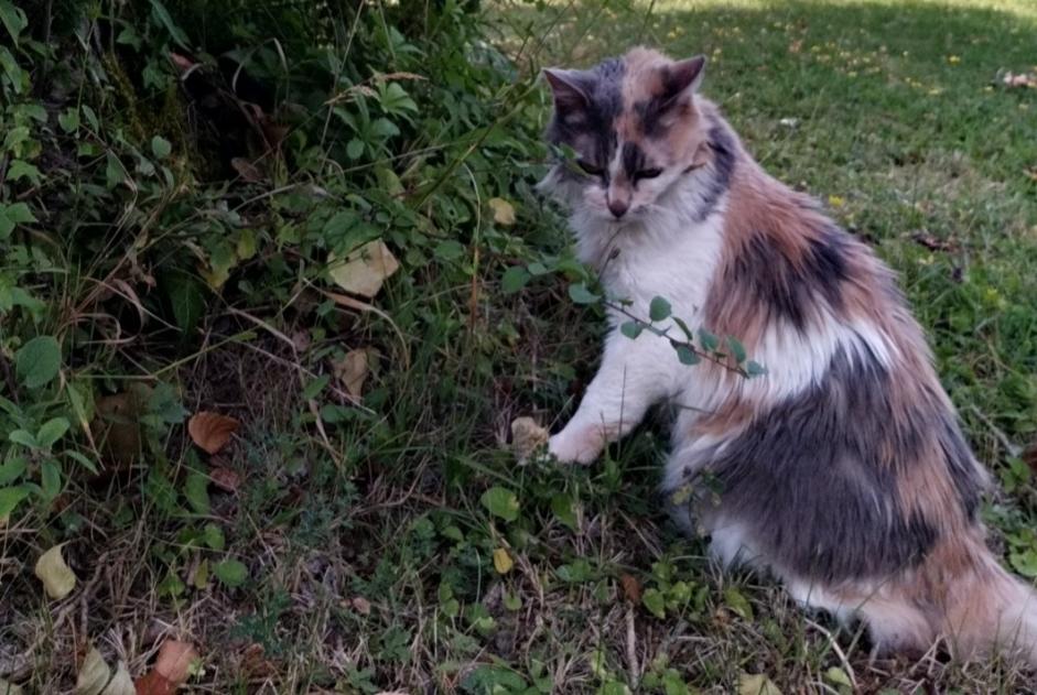 Avviso scomparsa Gatto Femmina , 17 anni Paris Francia