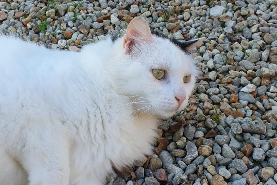 Avviso Ritrovamento Gatto incrocio di razze Non conosciuta Brie Francia