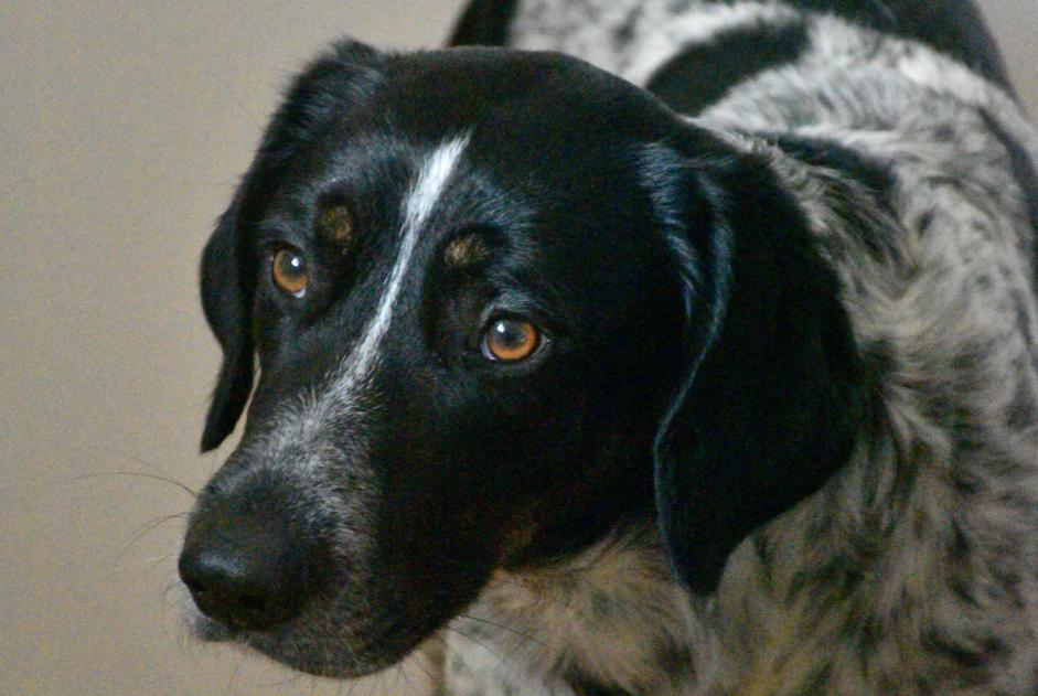 Verdwijningsalarm Hond rassenvermenging Mannetje , 4 jaar Saint-Génies-de-Malgoirès Frankrijk