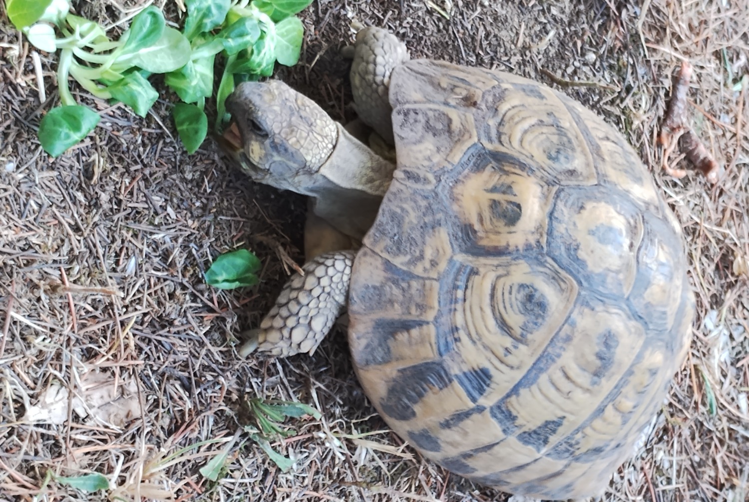 Verdwijningsalarm Schildpad Vrouwtje , 2024 jaar Parignargues Frankrijk