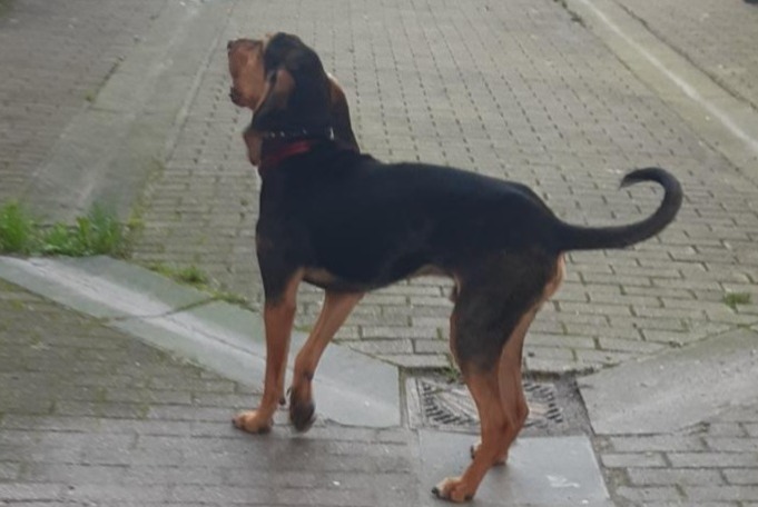 Alerta descoberta Cão Desconhecido Lille France