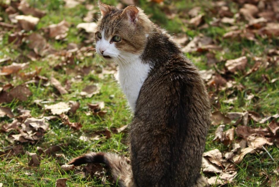 Alerta desaparecimento Gato  Macho , 18 anos Dolus-d'Oléron France