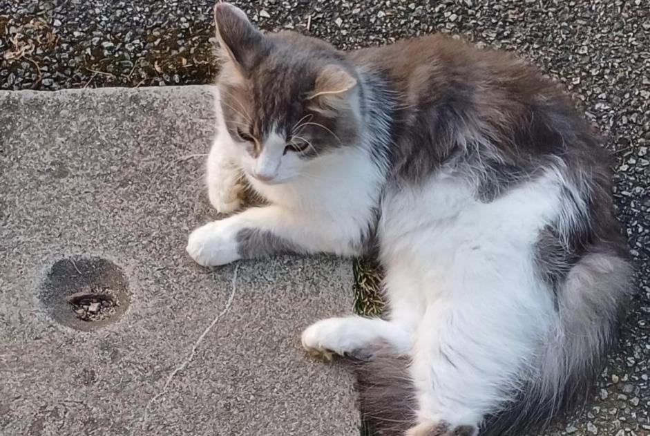 Alerta desaparecimento Gato cruzamento Macho , 4 anos Brié-et-Angonnes France