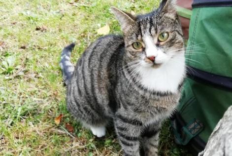 Alerta desaparecimento Gato  Fêmea , 4 anos Niergnies France