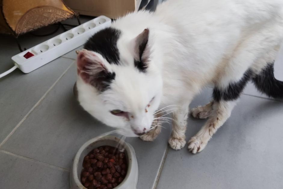 Alerta descoberta Gato Macho Montfort-sur-Meu France