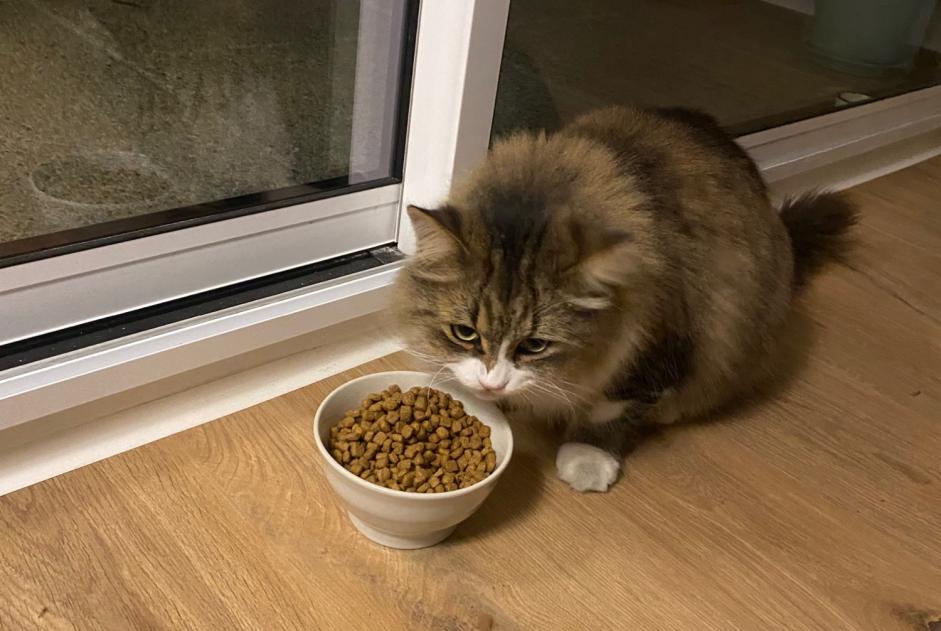 Alerta descoberta Gato Desconhecido Orléans France